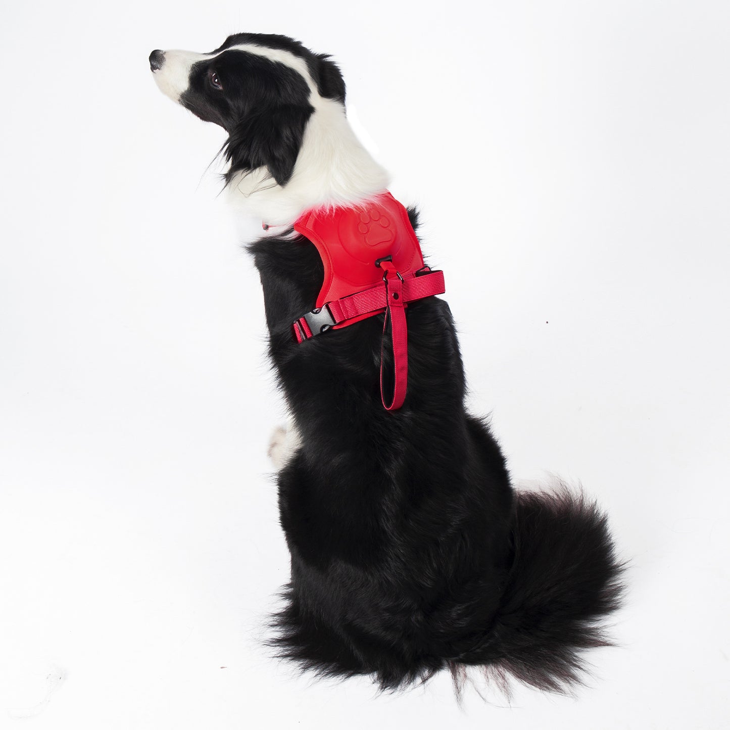 Dog Leash Harness