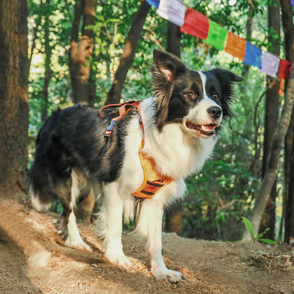 Dog Leash Harness