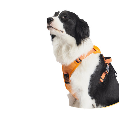 Dog Leash Harness